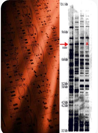 DNA SONIFication